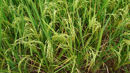 green grass background