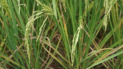 green grass in the wind