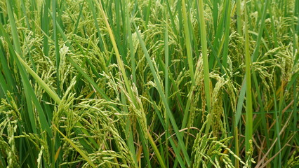green rice field