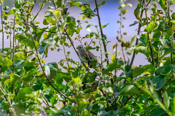 A Song Sparrow near Batchawana Bay, Ontario Canada