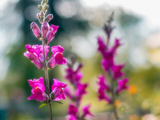 Fototapeta premium Pink flowers in spring. Flowers in a field. background nature Flower Antirrhinum. pink flowers. background blur.