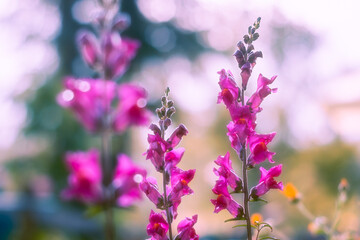 Flowers in the garden. Flowers in a field. background nature Flower Antirrhinum. pink flowers. background blur.