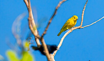 Bright Yellow Warbler Perched on a Tree Branch Against Clear Blue Sky