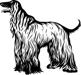 Afghan Hound