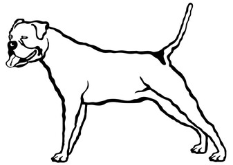 American Bulldog