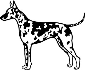 American Hairless Terrier