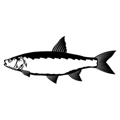 Asp - Fish