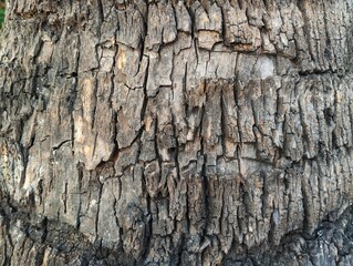 Tree trunk texture shoot on close up 