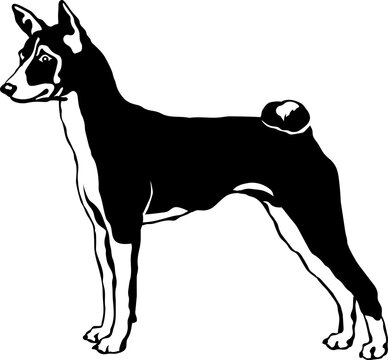 Basenji