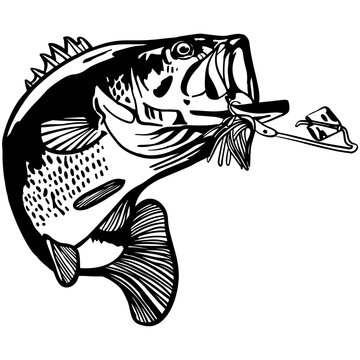 Bass Fishing