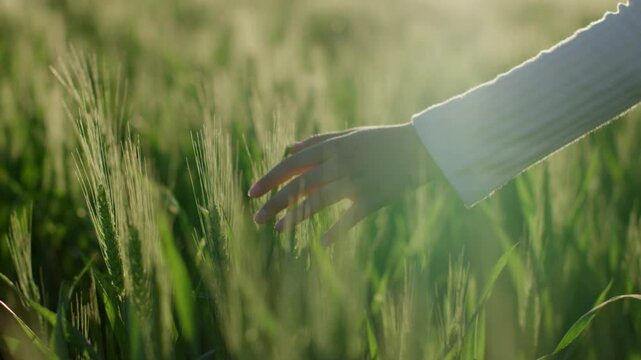 Slow-motion shot of a little girl walking through the wheat field and gently touching ripening ears of crop at sunset. Close-up