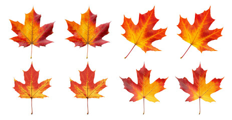 Collection of Autumn Maple Leaves on Transparent Background