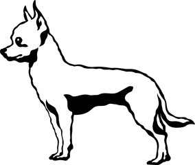 Obraz premium Chihuahua