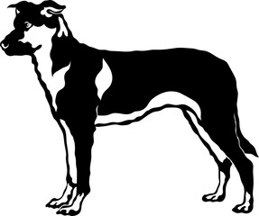 Obraz premium Chinook