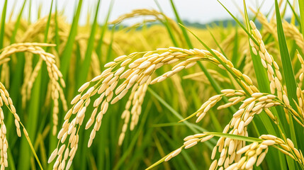 rice plants in the agricultural fields during the harvest season