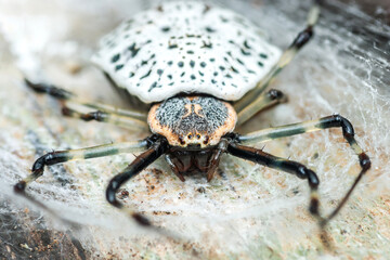 Tree trunk spider on tree and it staying in nest.