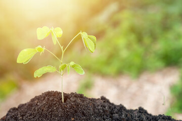 A small plant is growing in a pot of dirt.