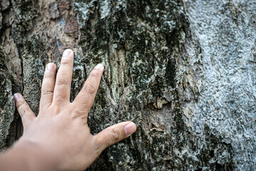 A hand is touching a tree trunk
