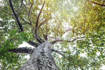 A tree is shown from the top, with its trunk and branches visible.