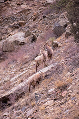 Bighorn Sheep Colorado Rocky Mountains