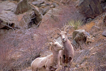 Bighorn Sheep Colorado Rocky Mountains