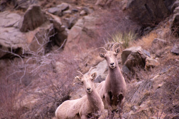Bighorn Sheep Colorado Rocky Mountains