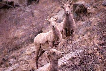 Bighorn Sheep Colorado Rocky Mountains