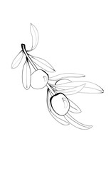 Olive branch(line drawing)