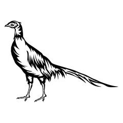 Naklejka premium Pheasant