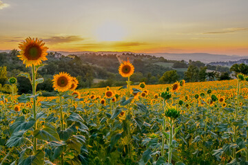 tuscan landscape, sunflower field, golden hour, dusk, sunset, tuscany, italy, rolling hills, countryside, nature photography, scenic views, warm colours, evening light, tranquil, travel photography, l