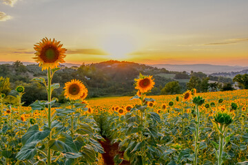 tuscan landscape, sunflower field, golden hour, dusk, sunset, tuscany, italy, rolling hills, countryside, nature photography, scenic views, warm colours, evening light, tranquil, travel photography, l
