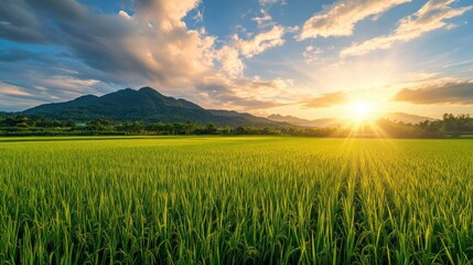 Golden Sunset Over Lush Green Rice Paddy Field
