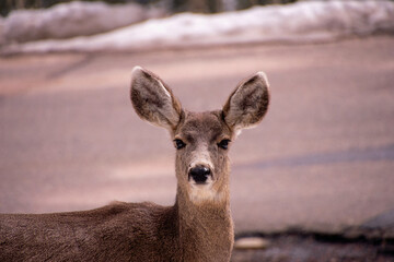 deer on a hill evergreen colorado