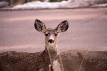 deer on a hill evergreen colorado