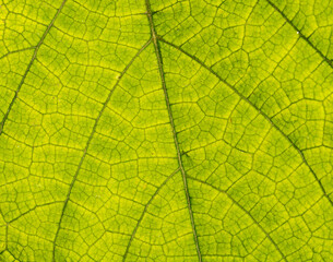 The texture of a green leaf from a tree in close-up