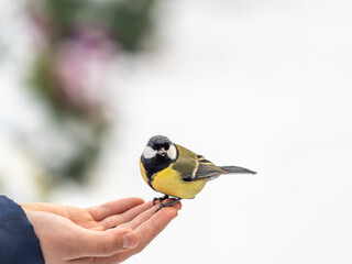 A tit sits on a man's hand and eats seeds.