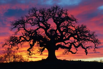 A gnarled ancient oak tree silhouetted against a vib, with copy space