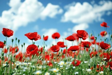 Fototapeta premium Red Poppies Blooming in a Field Under a Blue Sky