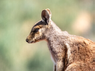Black-footed Rock-wallaby Petrogale lateralis in Australia