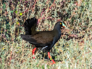 Black-tailed Nativehen - Tribonyx ventralis in Australia