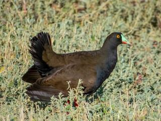 Black-tailed Nativehen - Tribonyx ventralis in Australia