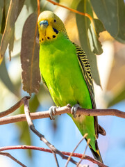 Wild Budgerigar - Melopsittacus undulatus in Central Australia
