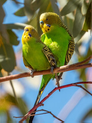Wild Budgerigar - Melopsittacus undulatus in Central Australia
