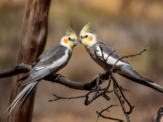 Attractive native bird found in the arid areas of Central Australia.