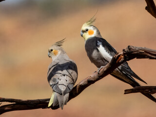 Attractive native bird found in the arid areas of Central Australia.