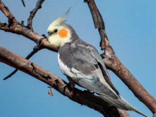 Attractive native bird found in the arid areas of Central Australia.