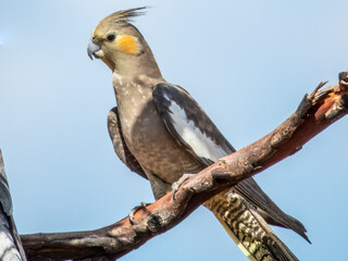 Attractive native bird found in the arid areas of Central Australia.