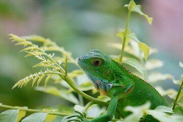 Key Largo Young Iguana 