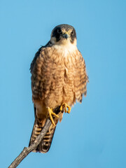 Australian Hobby - Falco longipennis in Australia