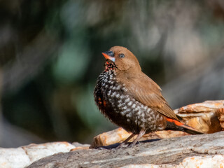 Painted Firetail - Emblema pictum in Central Australia
